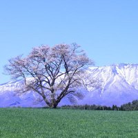 岩手県民が知っておきたい情報を提供 (@iwate_diffusion) 's Twitter Profile