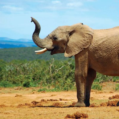 elephant5488261's profile picture. 