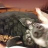rhondanave's profile picture. Proud Democrat. Animal Rights Advocate.  Dog Mom. It's only rock and roll..but I like it.   S.F Bay Area Native. Vote out American Taliban