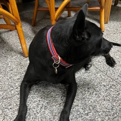 Chou07205581's profile picture. Haha