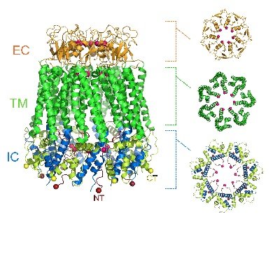 Offical twitter account for the Channels, Receptors & Transporters Subgroup at the @BiophysicalSoc