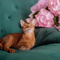 白湖子 (@adamsszuia) 's Twitter Profile