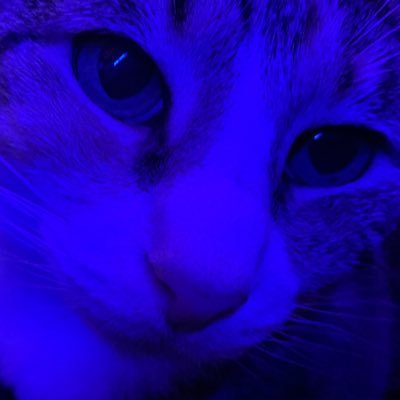 baneskingdom's profile picture. she/they | 23 | @KismetKitten234’s bunni