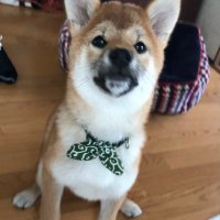 れお (@imleo000) 's Twitter Profile