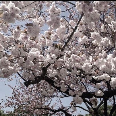 safyre_'s profile picture. 