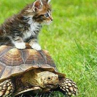 كشكول (@kskooool454) 's Twitter Profile