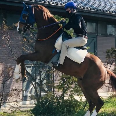 Jinete profesional 🏇, Galopador 🏇🇯🇵 Japón , Ser leal es mi virtud 🤝🏼,  Apoyando siempre a los Gloriosos Leones del Caracas 🦁🇻🇪