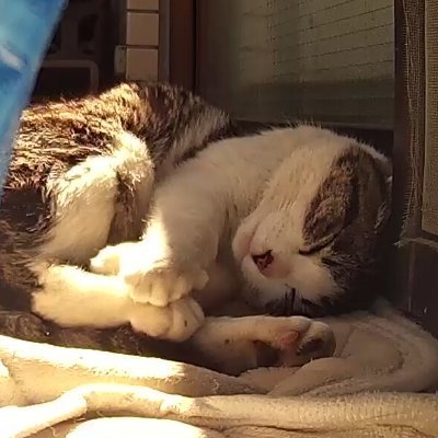 wGF458hZcqUk19e's profile picture. 世界中の猫が幸せに暮らせますように✨