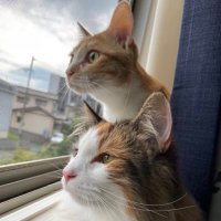 ︎︎ちむったー¨̮⃝双子2y猫 (@chim_w_chim) 's Twitter Profile