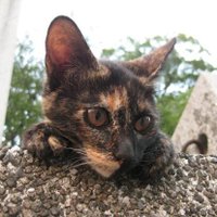 M96_(3y) (@_mk0006) 's Twitter Profile