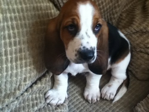 faireyellio's profile picture. 