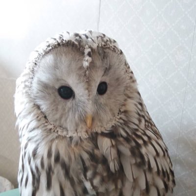 ◀︎フクロウ専用アカウント▶︎ 鳥類飼育経験はありますが、フクロウは初めて。女の子のウラルアウルと暮らしています。名前はロッタ。関係は姫とばあや。まだまだ初心者なので、フクロウ飼いさんと色々情報共有、交換できたら嬉しいです。鳥類、昆虫、深海魚、カンブリア紀の生き物とか好きです。