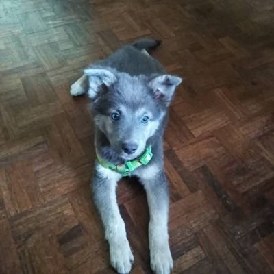 tjoychickenjo's profile picture. 'Always let your thighs rub together like they harmonize'