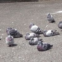 ãŠãŠãžð¥ (@iccvwohc2svv6di) 's Twitter Profile