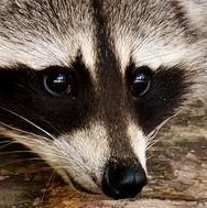 🇨🇵✝️☮💚Nature - 💕Animaux -❤Science-fiction 👽- Fantastique🎃