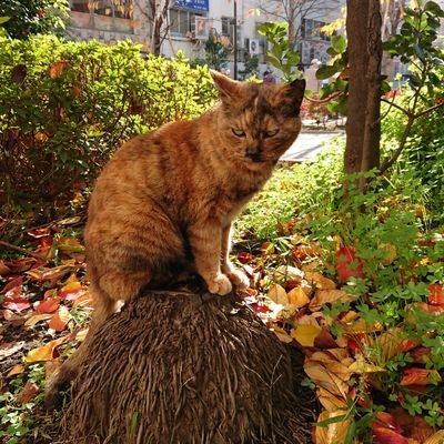 goasia0115's profile picture. 20 plus