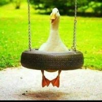 🔻Samar Mohammed (@samarmo87487763) Twitter profile photo