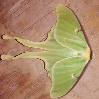 buckymomboy's profile picture. 