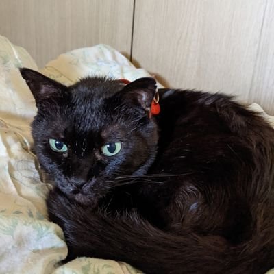 bya6AbF8rRCbJyR's profile picture. くろ🐈‍⬛2022年6月29日8歳でTwitterデビュー🐈‍⬛💕♡
くろ10歳🌈2024年4月🌈🐈‍⬛🌈皆様🐈‍⬛🐈🐕には感謝してます。🐈‍⬛🐈️🐕‍🦺ありがとうございました🙇💦
