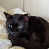 bya6AbF8rRCbJyR's profile picture. くろ🐈‍⬛2022年6月29日8歳でTwitterデビュー🐈‍⬛💕♡
くろ10歳🌈2024年4月🌈🐈‍⬛🌈皆様🐈‍⬛🐈🐕には感謝してます。🐈‍⬛🐈️🐕‍🦺ありがとうございました🙇💦