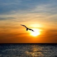 RochaFilho7's profile picture. 