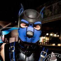 NomadFox (@fox_nomad) 's Twitter Profile