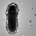 The Israeli Phage Therapy Center (IPTC) (@israeliphage) Twitter profile photo The Israeli Phage Therapy Center (IPTC) (@israeliphage) Twitter profile photo
