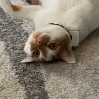 Benny(@benny_the_kitty) 's Twitter Profile Photo