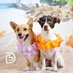 Summer and Higgins 🐾💕🐾 (@SummerCorgi) Twitter profile photo