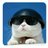 Cool Cat avatar