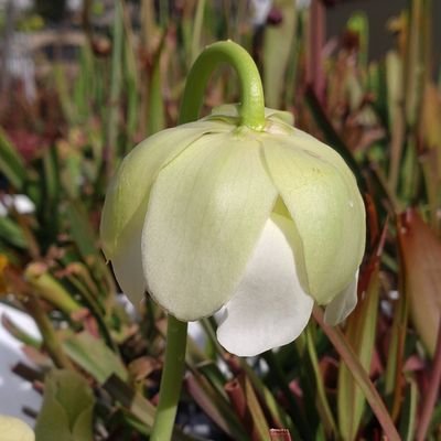 小学生の頃、食虫植物に魅了されあれやこれや育てていました。社会人となり、環境の変化から10年ほどのブランクを経て、2019年から再び食中毒に犯されています。
現在は主にサラセニアを栽培。原種も交配種も好きですが、オリジナル交配種を作りたいと思っています。
知識も技術も未熟ですので、色々とご指導いただけると嬉しいです。