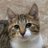 うちの美猫は美声の三毛猫ですのアイコン