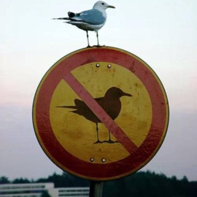 SinaritBaligi's profile picture. Yok