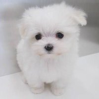 ゆーれい (@yu_rei0629) 's Twitter Profile Photo