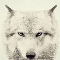 mahmudalshaiban (@mahmudalshaiba2) 's Twitter Profile