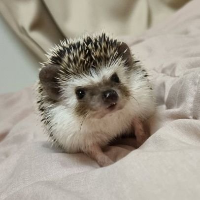 Hi! I'm #ODI_THE_HEDGEHOG🦔
| eng/kor