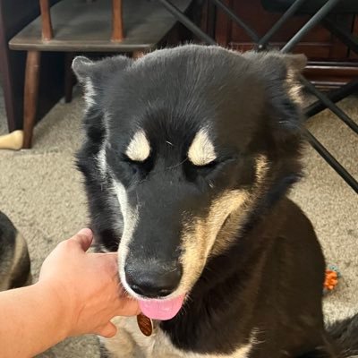 mr__shusha's profile picture. husband, school bus driver, sci-fi nerd, fur daddy, amateur wrench turner.