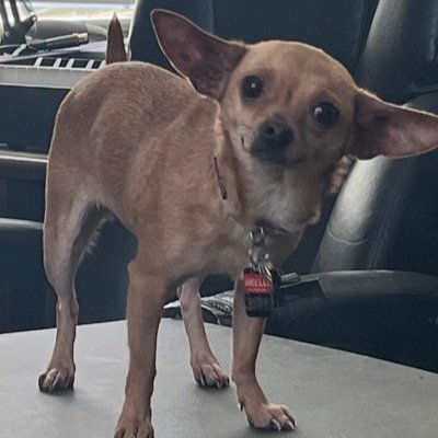 KikisMusings's profile picture. wife, lover of animals, fur baby mama, singer/songwriter, and new soap maker.