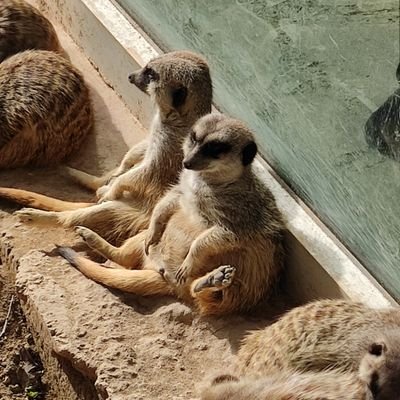 50calWeasel's profile picture. 