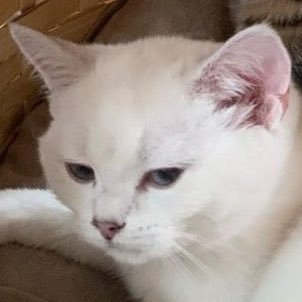 JNGhello's profile picture. 