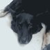 k9diary (@k9diary) Twitter profile photo k9diary (@k9diary) Twitter profile photo