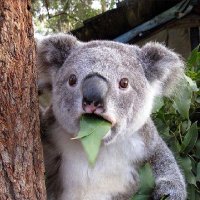 Alex.kid (@seraphus7) 's Twitter Profile
