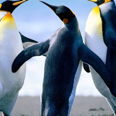 orel191005's profile picture. פוליטיקה וכדורגל