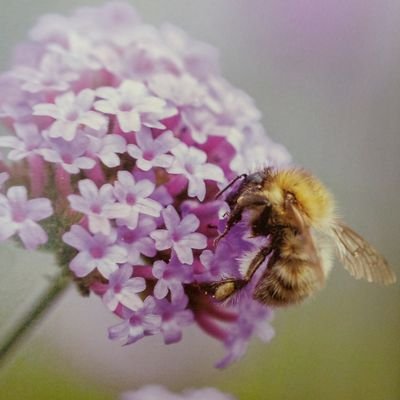 buzybeezz10's profile picture. Love all things outlande