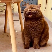 Eylül gibi (@eylullallkan) Twitter profile photo