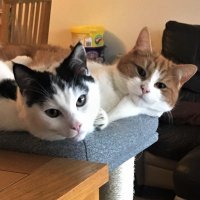 Kim-Purple💜😻🐱😺🐈 (@kimelizabeth57) 's Twitter Profile