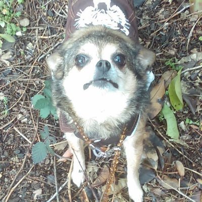 Animal Lover. Vegan. I Vote Blue. No DM's.
JulieAnd on Blue
Still grieving the loss.
No Messages!
We're Not Going Back!