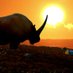 a wild elasmotherium โญ (@awelasmotherium) Twitter profile photo a wild elasmotherium โญ (@awelasmotherium) Twitter profile photo