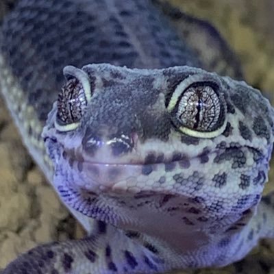 三重県伊勢市で爬虫類をブリードしてるise reptilesの中の人！大型から小型まで尻尾があって手足がある爬虫類が好き🤭下のURLから販売のインスタアカウントに飛べます！