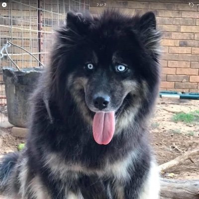 Elliott9710's profile picture. Conservative 🇱🇷 Texas Huskey Rescue